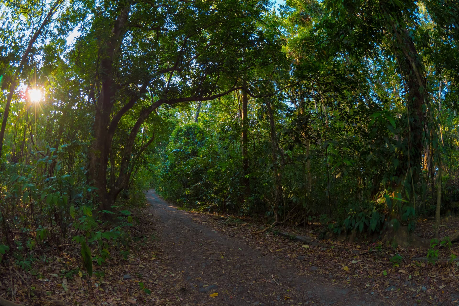 La Reserva Natural de Tangkoko Batuangus