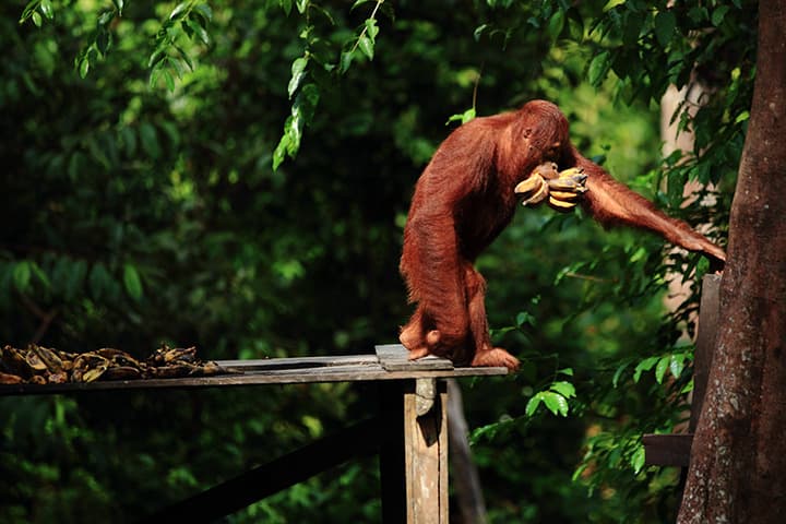Parque Nacional Tanjung Puting