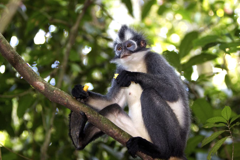 Parque Nacional del Monte Leuser